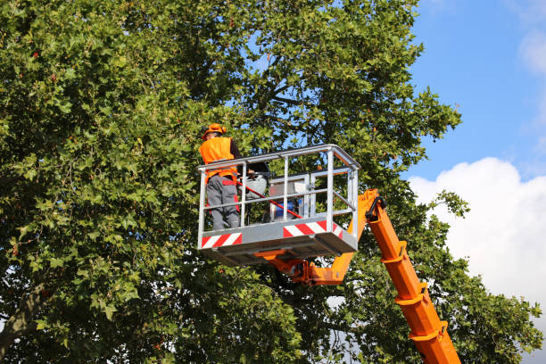 Best Tree Trimming and Pruning  in Northport, NY